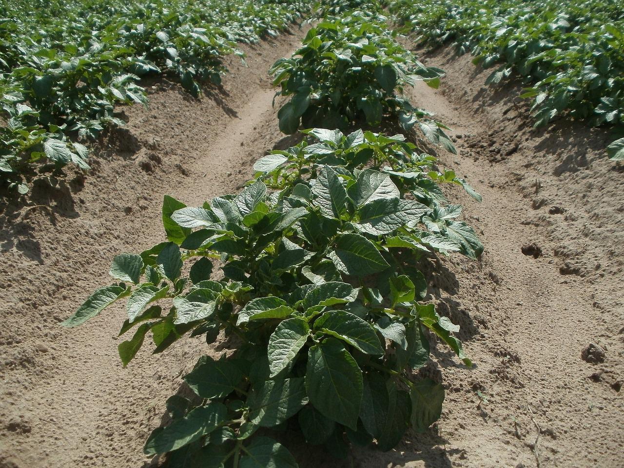 potato, field, agriculture-839465.jpg